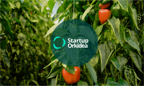 Read more about the article Startup Orkedía