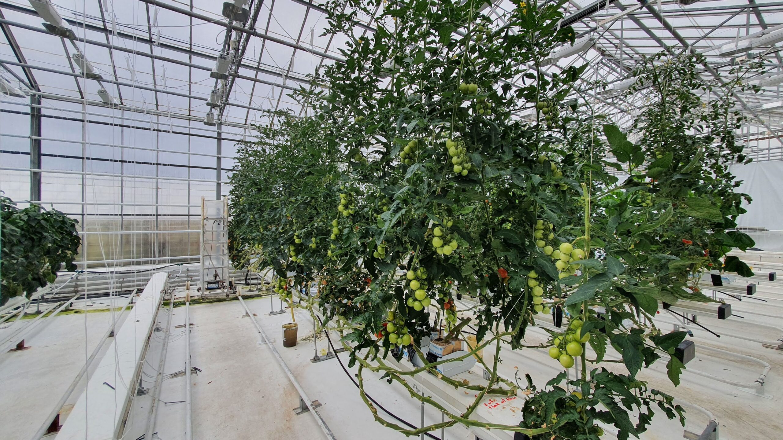 Read more about the article Styrkir til rannsókna- og þróunarverkefna búgreina