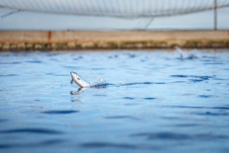 Read more about the article Ölfus gegnir lykilhlutverki í matvælaframleiðslu Kaldvíkur